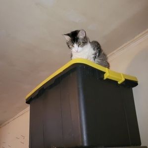 Meet your Posher, Elizabeth